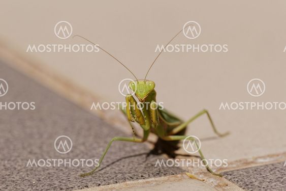 Praying Mantis on the floor