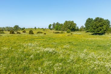 Meadow with blossoming buttercups and cow parsley in...