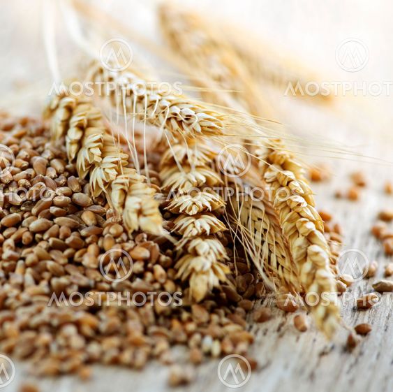 Whole grain wheat kernels closeup