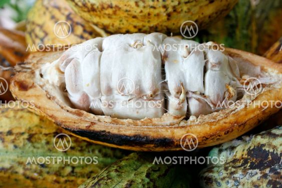 closeup of Cacao fruits