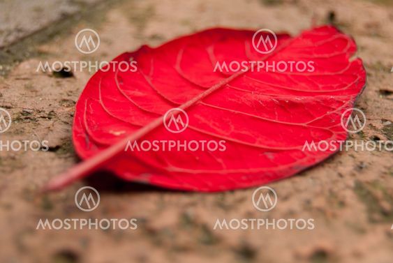 Red Leaf