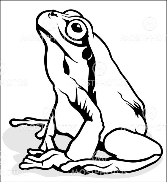 European Tree Frog