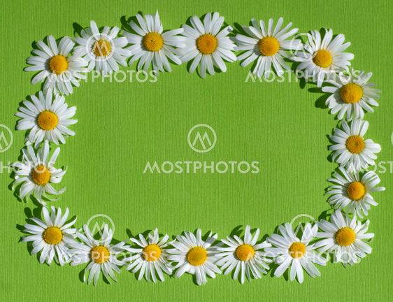 Frame with daisies on green background.