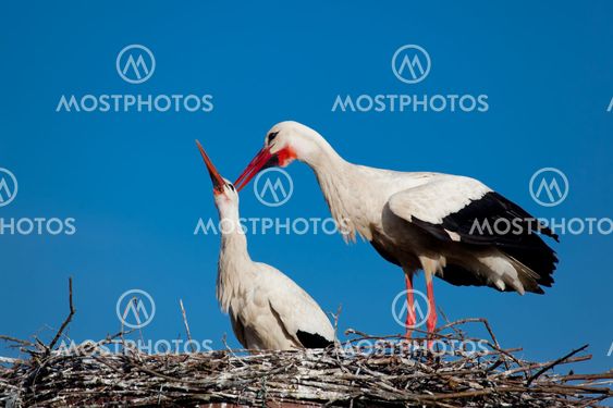 Stork, Vitoria, Alava, Spain