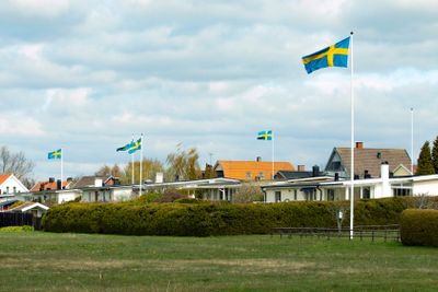 Many swedish flags celebrating swedish national hoilday
