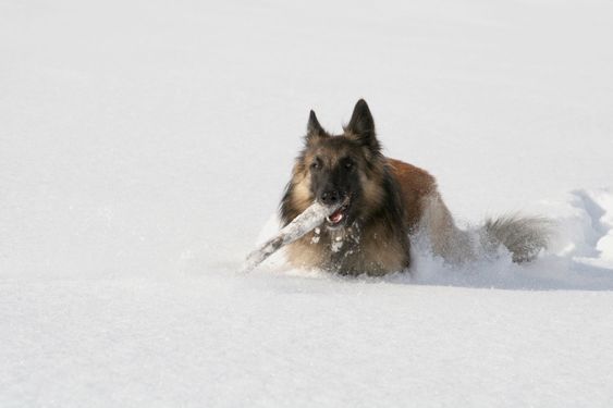 Shepherd dog running in the snow