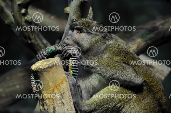 Monkey Caught Eating