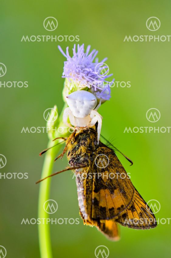 White Crab Spider on flower