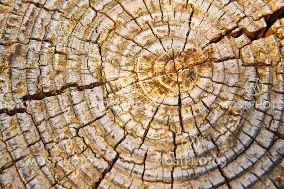 Old wood texture