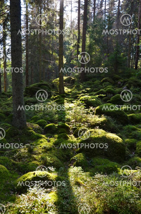 Green Forest in backlighting
