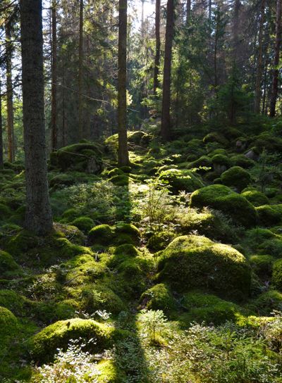 Green Forest in backlighting
