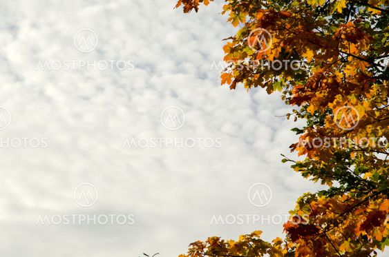 Autumn leaves and cloudy sky
