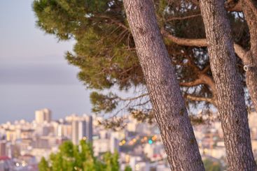 Seaside, city and buildings with environment, trees and...