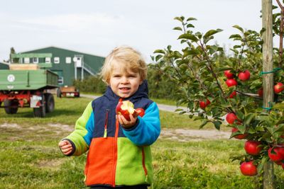 Little toddler boy of two years picking red apples in an...