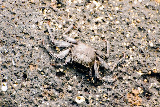 Crabs