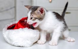 Christmas kitten next to a red Santa Claus hat. Funny...