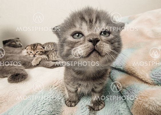 Scottish fold kattunge