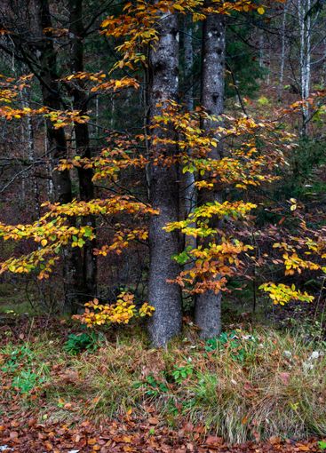 Colorful autumn leaves on forest tree. Fall season,...
