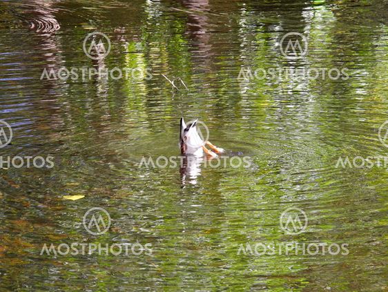The duck in hunting