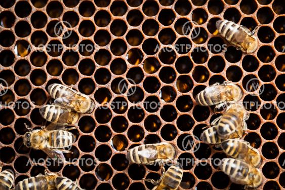 Macro shot of bees swarming on a honeycomb