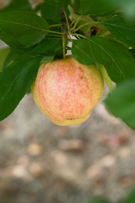 Apple in a tree
