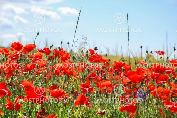 Poppies all over