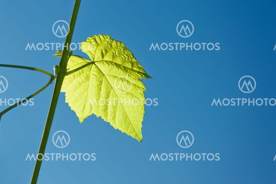 wine leaf
