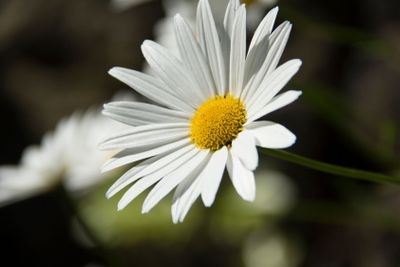 plant, flower, bloom, blossom, flowering, red, seed,...