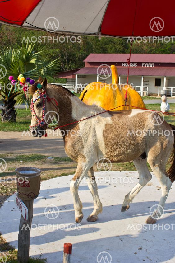 Horse dance2