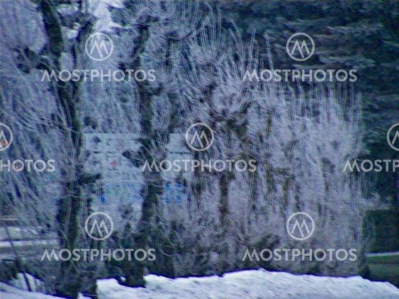 Freezing trees