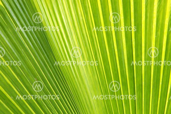 Texture of Green palm Leaf