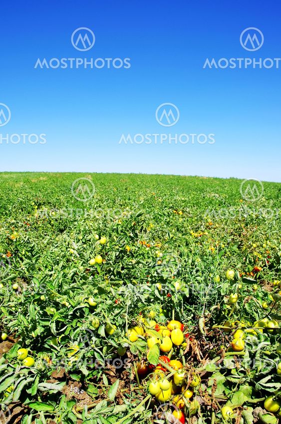 ripe tomatoes on green field