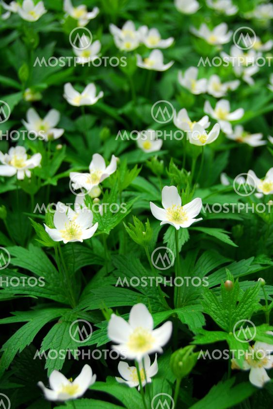 Wood anemones