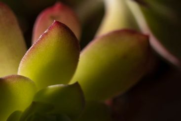 Echeveria or Afterglow Blades in Backlight