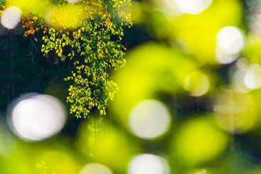 Vibrant autumn leaves reflect sunlight in a serene...