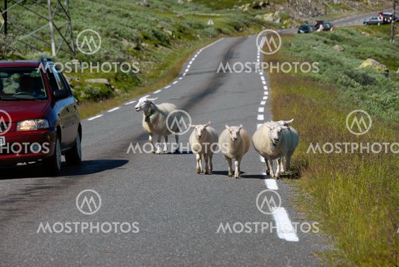Sheep on Norwegian road