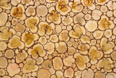 Wood panel from sections of trunk of juniper tree