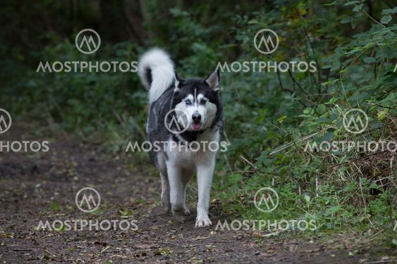 Siberian husky walking