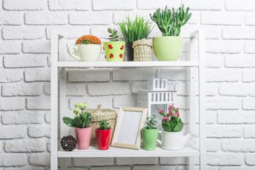 Colorful collection of indoor plants displayed on white...