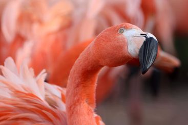 pink flamingo bird with bright feathering