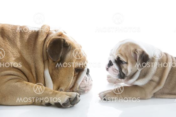 English bulldog puppy with her father isolated