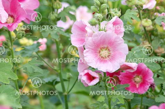 Pink hollyhock (Althaea rosea) blossoms