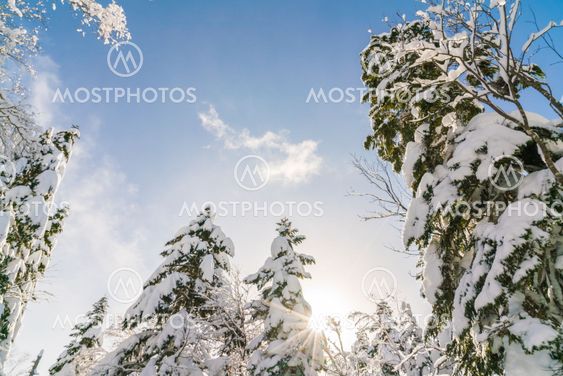 Winter trees covered with snow