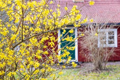 Flowering forsythia shrub by a red cottage