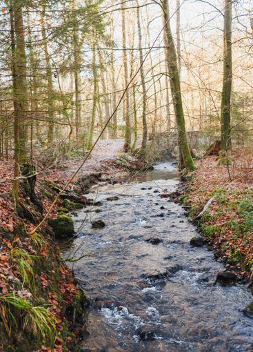 View of a forest river flowing through rocky terrain...