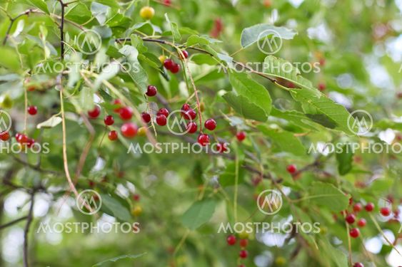Closeup of wild chokecherry