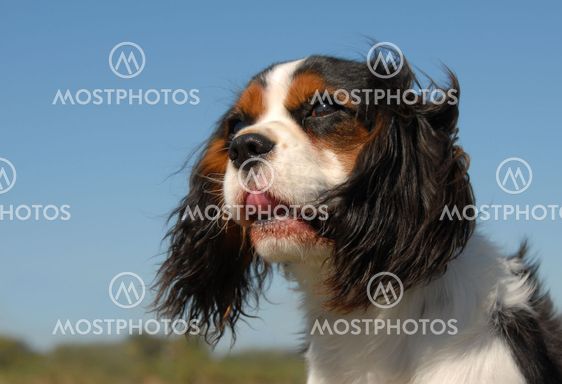 cavalier king charles