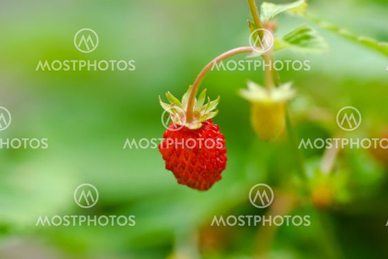 Wild strawberry