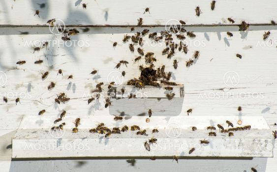 Bees entering the hive