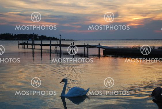 Mute swan elegance